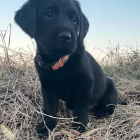 Mary, a female Labrador Retriever for sale in Hazel Green, AL – Photo 6 of 6