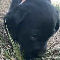 Mary, a female Labrador Retriever for sale in Hazel Green, AL – Photo 3 of 6