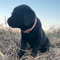 Mary, a female Labrador Retriever for sale in Hazel Green, AL – Photo 4 of 6