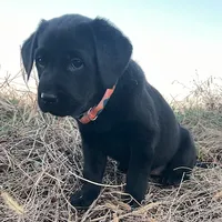 Mary, a female Labrador Retriever for sale in Hazel Green, AL – Photo 2 of 6