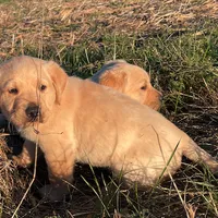 Luke, a male Labrador Retriever for sale in Hazel Green, AL – Photo 1 of 3
