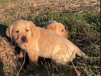 Luke, a male Labrador Retriever for sale in Hazel Green, AL – Photo 1 of 3