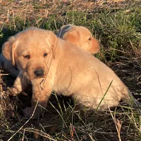 Luke, a male Labrador Retriever for sale in Hazel Green, AL – Photo 2 of 3