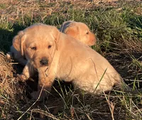 Luke, a male Labrador Retriever for sale in Hazel Green, AL – Photo 2 of 3