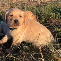 Luke, a male Labrador Retriever for sale in Hazel Green, AL – Photo 3 of 3