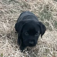 Amy, a female Labrador Retriever for sale in Hazel Green, AL – Photo 2 of 4