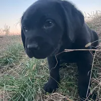 Amy, a female Labrador Retriever for sale in Hazel Green, AL – Photo 1 of 4