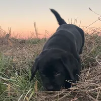 Amy, a female Labrador Retriever for sale in Hazel Green, AL – Photo 3 of 4