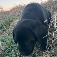 Amy, a female Labrador Retriever for sale in Hazel Green, AL – Photo 4 of 4