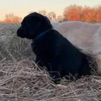 Peter, a male Labrador Retriever for sale in Hazel Green, AL – Photo 3 of 4