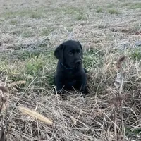 Peter, a male Labrador Retriever for sale in Hazel Green, AL – Photo 1 of 4