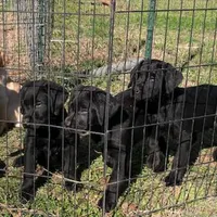 Peter, a male Labrador Retriever for sale in Hazel Green, AL – Photo 4 of 4