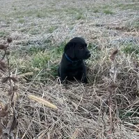 Peter, a male Labrador Retriever for sale in Hazel Green, AL – Photo 2 of 4
