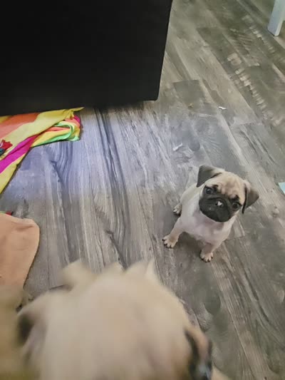 Steven, a male Pug for sale in Rhododendron, OR – 8 of 8