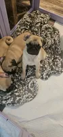Steven, a male Pug for sale in Rhododendron, OR – 4 of 8