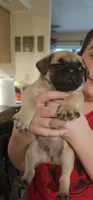Steven, a male Pug for sale in Rhododendron, OR – 6 of 8
