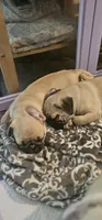 Steven, a male Pug for sale in Rhododendron, OR – 2 of 8