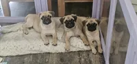 Steven, a male Pug for sale in Rhododendron, OR – 7 of 8