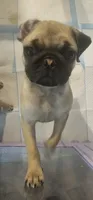 Russell, a male Pug for sale in Rhododendron, OR – 2 of 5