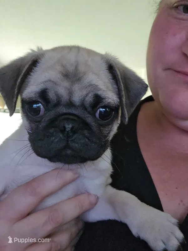 Steven – Pug puppy for sale in Rhododendron, OR