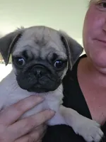 Steven, a male Pug for sale in Rhododendron, OR – 1 of 8