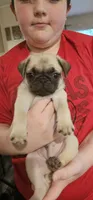 Steven, a male Pug for sale in Rhododendron, OR – 5 of 8
