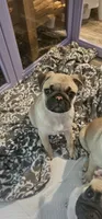 Cam aka Chunk-a-munk, a male Pug for sale in Rhododendron, OR – 5 of 6