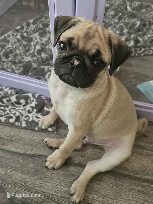 Russell – Pug puppy for sale in Rhododendron, OR