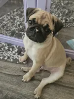 Russell, a male Pug for sale in Rhododendron, OR – 1 of 5