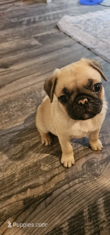 Cam aka Chunk-a-munk – Pug puppy for sale in Rhododendron, OR