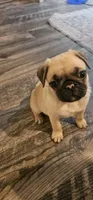 Cam aka Chunk-a-munk, a male Pug for sale in Rhododendron, OR – 1 of 6