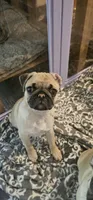 Cam aka Chunk-a-munk, a male Pug for sale in Rhododendron, OR – 2 of 6