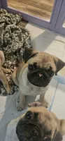 Russell, a male Pug for sale in Rhododendron, OR – 4 of 5