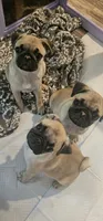 Steven, a male Pug for sale in Rhododendron, OR – 3 of 8