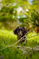 Mochi , a male Miniature Dachshund for sale in Jacksonville, FL – 2 of 5