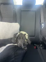 Mochi , a male Miniature Dachshund for sale in Jacksonville, FL – 3 of 5