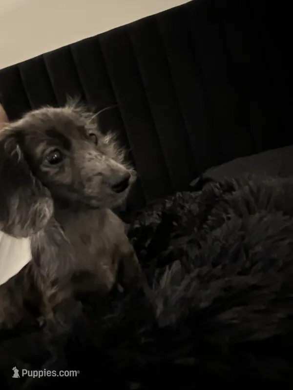 Mochi  – Miniature Dachshund puppy for sale in Jacksonville, FL