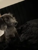Mochi , a male Miniature Dachshund for sale in Jacksonville, FL – 1 of 5