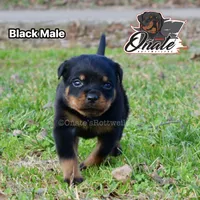 Black Boy, a male Rottweiler for sale in Goodlettsville, TN – Photo 4 of 10