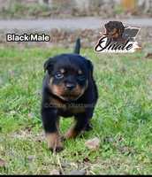 processed/02b25261-386f-4878-ab22-d76aea0774ca/listing/03c21000-4b23-4b18-974e-fa6d8ac12caa/46415214-2903-4e63-a9a2-67e4a0e02a4a