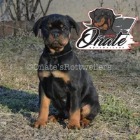 Black Boy, a male Rottweiler for sale in Goodlettsville, TN – Photo 1 of 10