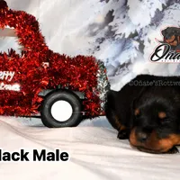 Black Boy, a male Rottweiler for sale in Goodlettsville, TN – Photo 6 of 10