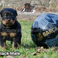 Black Boy, a male Rottweiler for sale in Goodlettsville, TN – Photo 3 of 10
