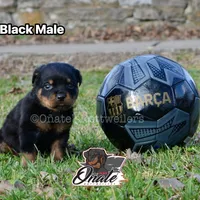 Black Boy, a male Rottweiler for sale in Goodlettsville, TN – Photo 5 of 10