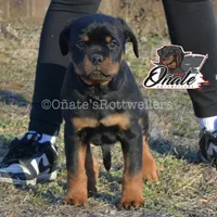Black Boy, a male Rottweiler for sale in Goodlettsville, TN – Photo 2 of 10