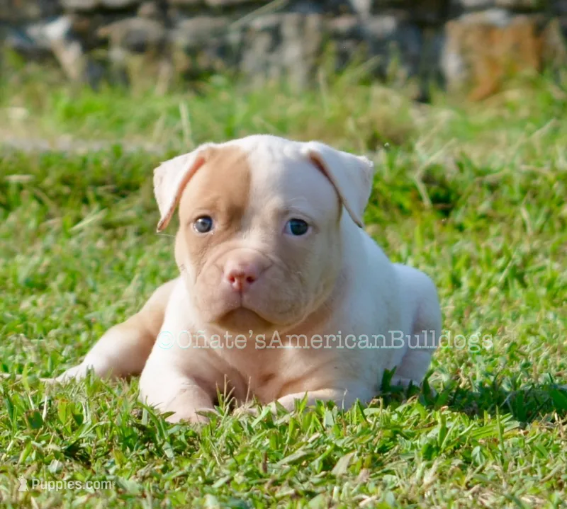 Boa – American Bulldog puppy for sale in Goodlettsville, TN
