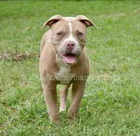 Scarlett, a female American Bulldog for sale in Goodlettsville, TN – 1 of 8
