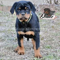 Rosie , a female Rottweiler for sale in Goodlettsville, TN – Photo 2 of 10