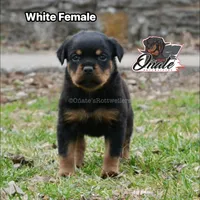 Rosie , a female Rottweiler for sale in Goodlettsville, TN – Photo 4 of 10