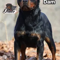 Rosie , a female Rottweiler for sale in Goodlettsville, TN – Photo 8 of 10